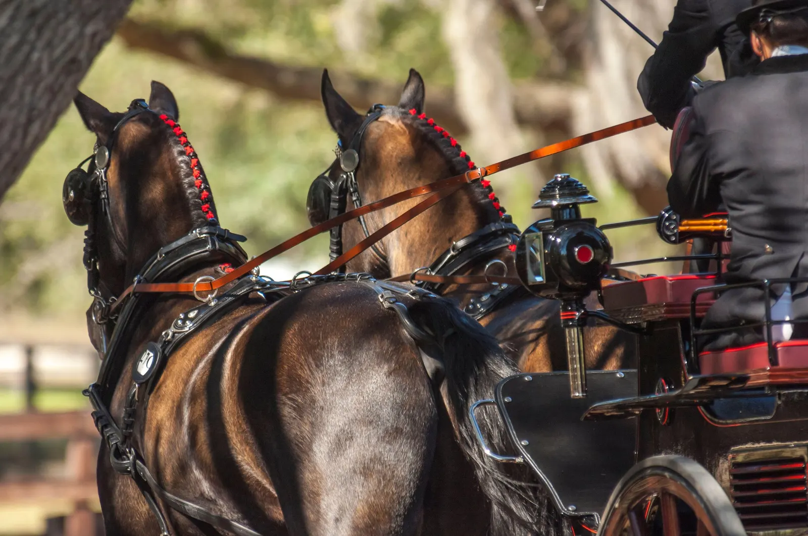 Close-up of two dark bay carriage horses in full harness with red braided manes hitched to a formal carriage