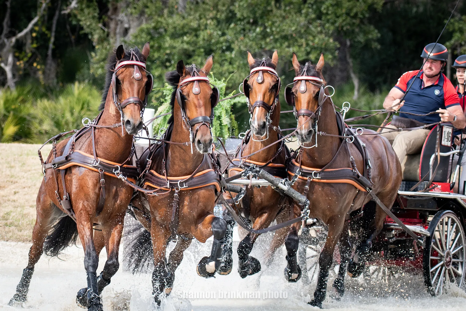Chester Weber driving a new Four in Hand team during his inaugural competition at TerraNova
