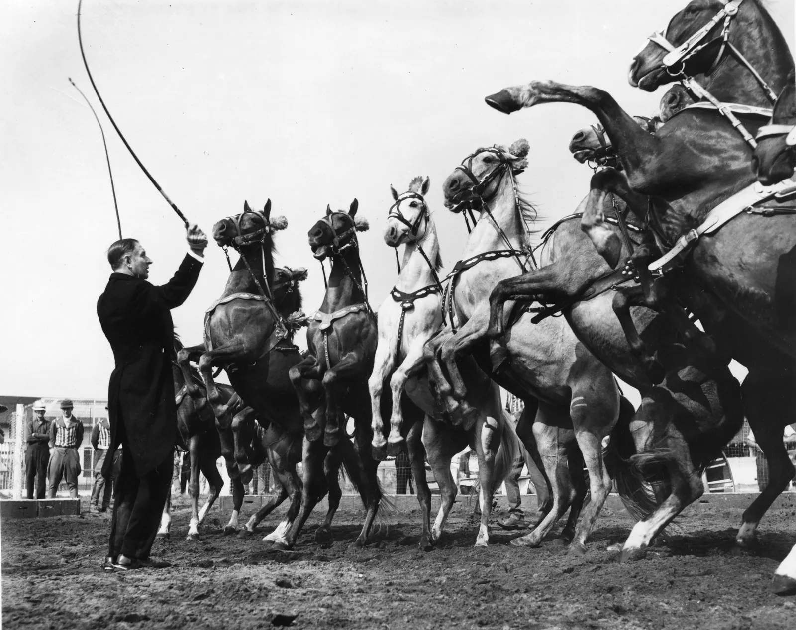 Black-and-white photo of a circus trainer in a tailcoat cueing a group of rearing liberty horses. Image courtesy of The Ringling.