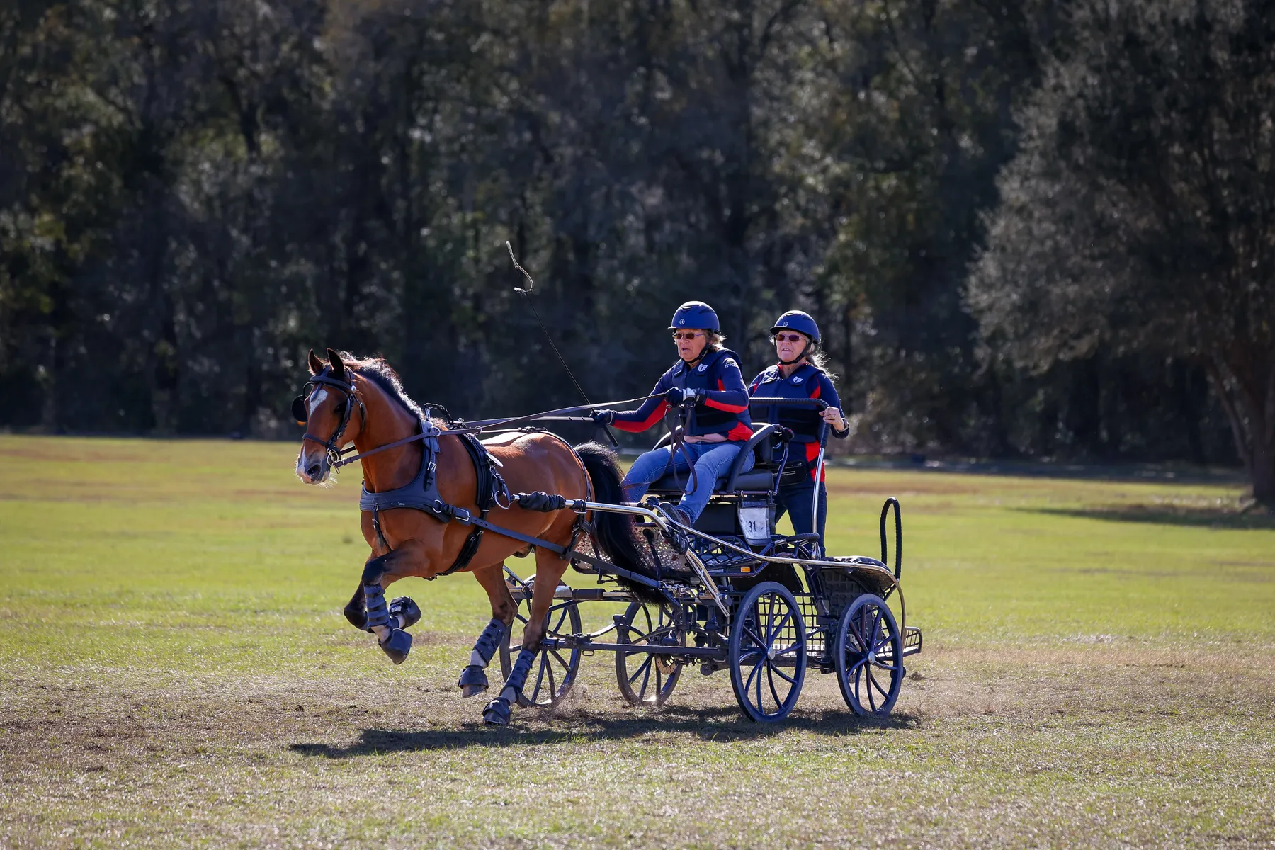 A single horse and carriage on the marathon course ahead of the inaugural Combined Driving at TerraNova competition