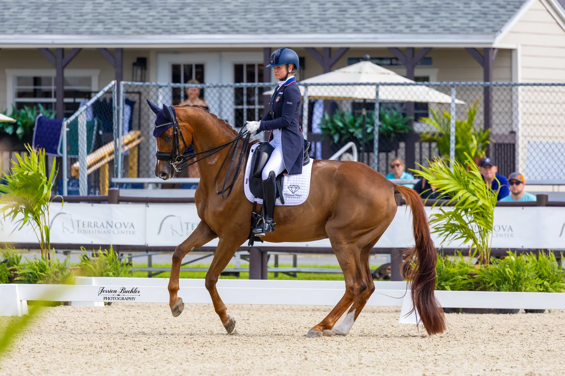Devon Kane riding Vamos in the CDI3 Grand Prix Freestyle at TerraNova