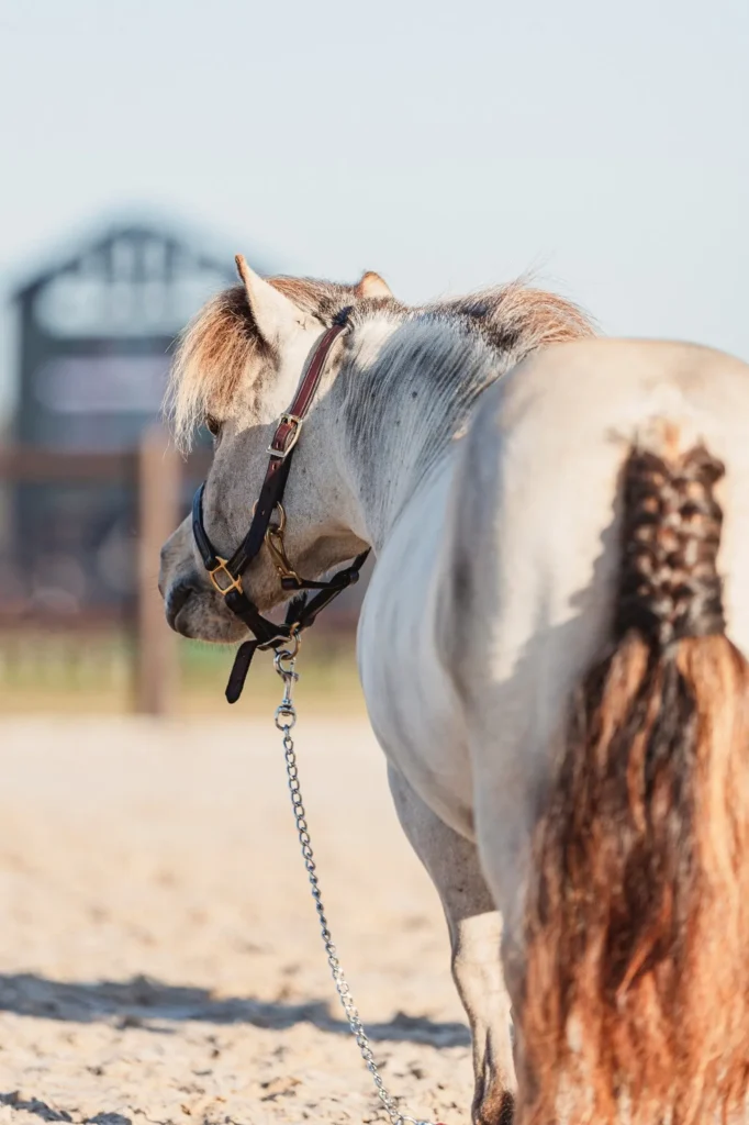 Fabio, a white miniature horse with a braided chestnut tail, looking back over his shoulder at TerraNova Equestrian Center. Photo by Jessica Buehler.
