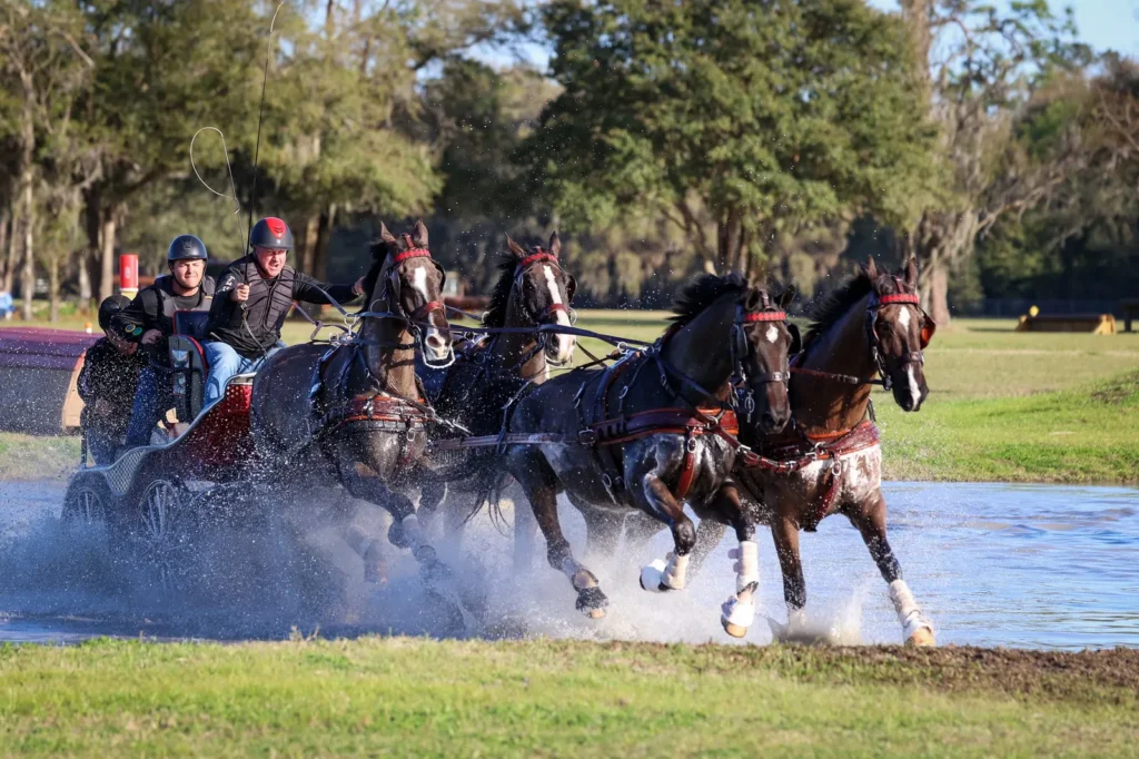 A four-in-hand driving team splashing through a water obstacle on the marathon phase of a combined driving event