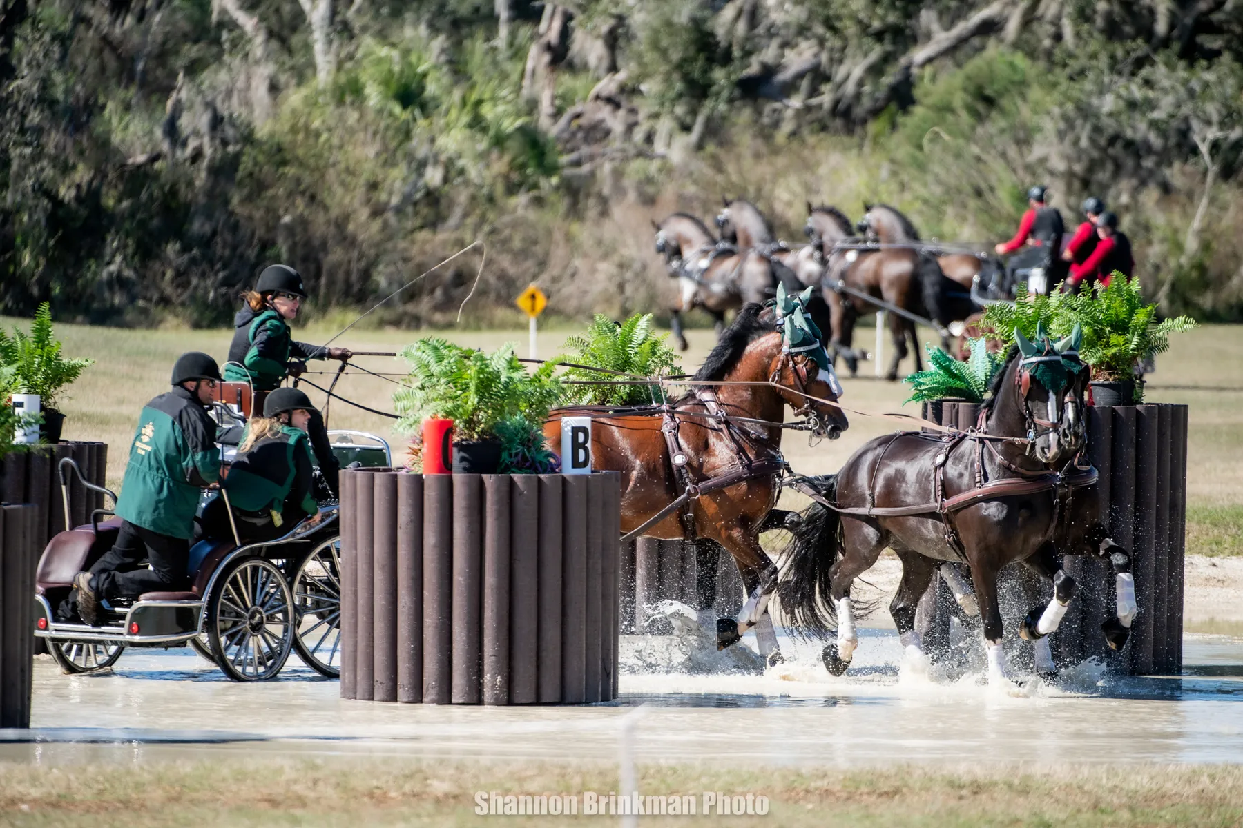 A four-in-hand team driving through a water hazard on the marathon course at the inaugural TerraNova CDE