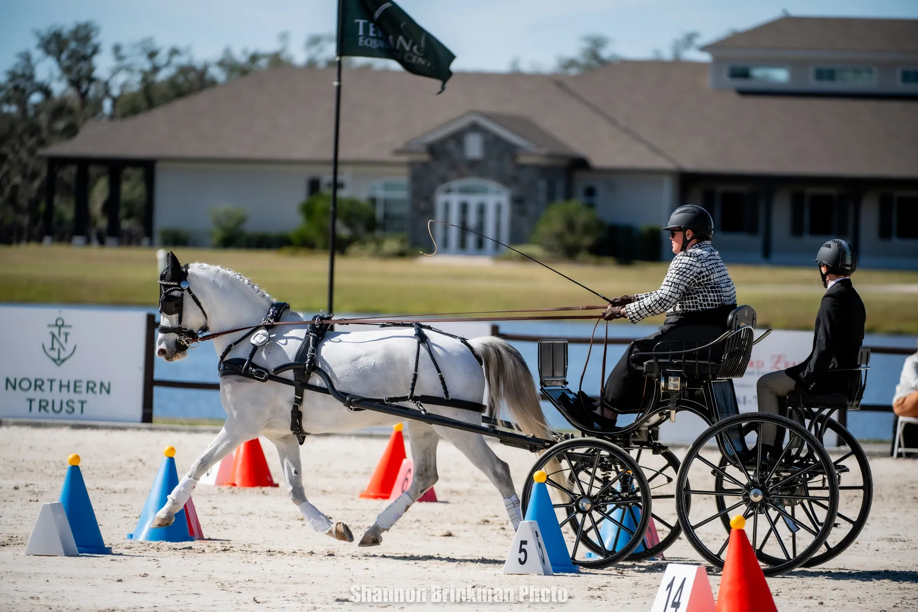 Janelle Marshall driving in the 3-star Single Pony division at the inaugural TerraNova CDE