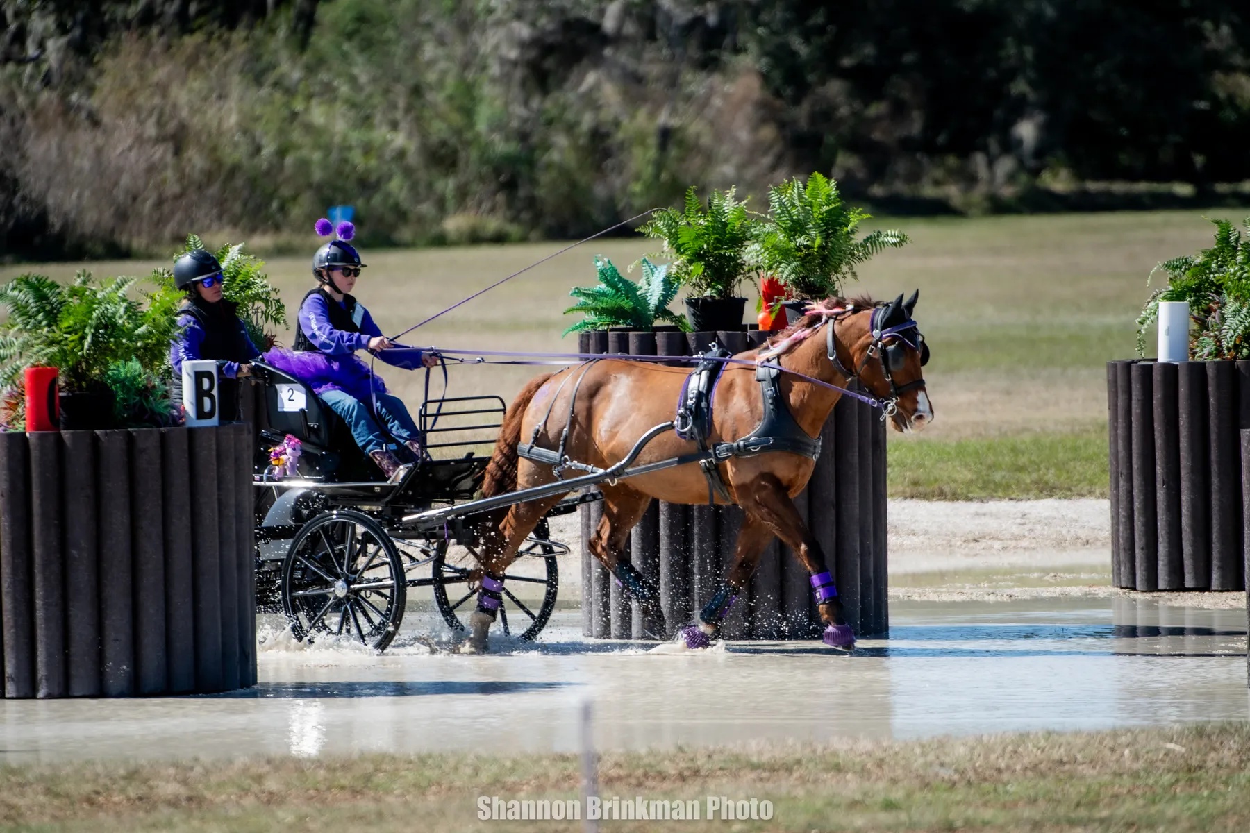 Lynden Kersten, age 12, driving the pony Splash of Chrome as the youngest competitor at the inaugural TerraNova CDE