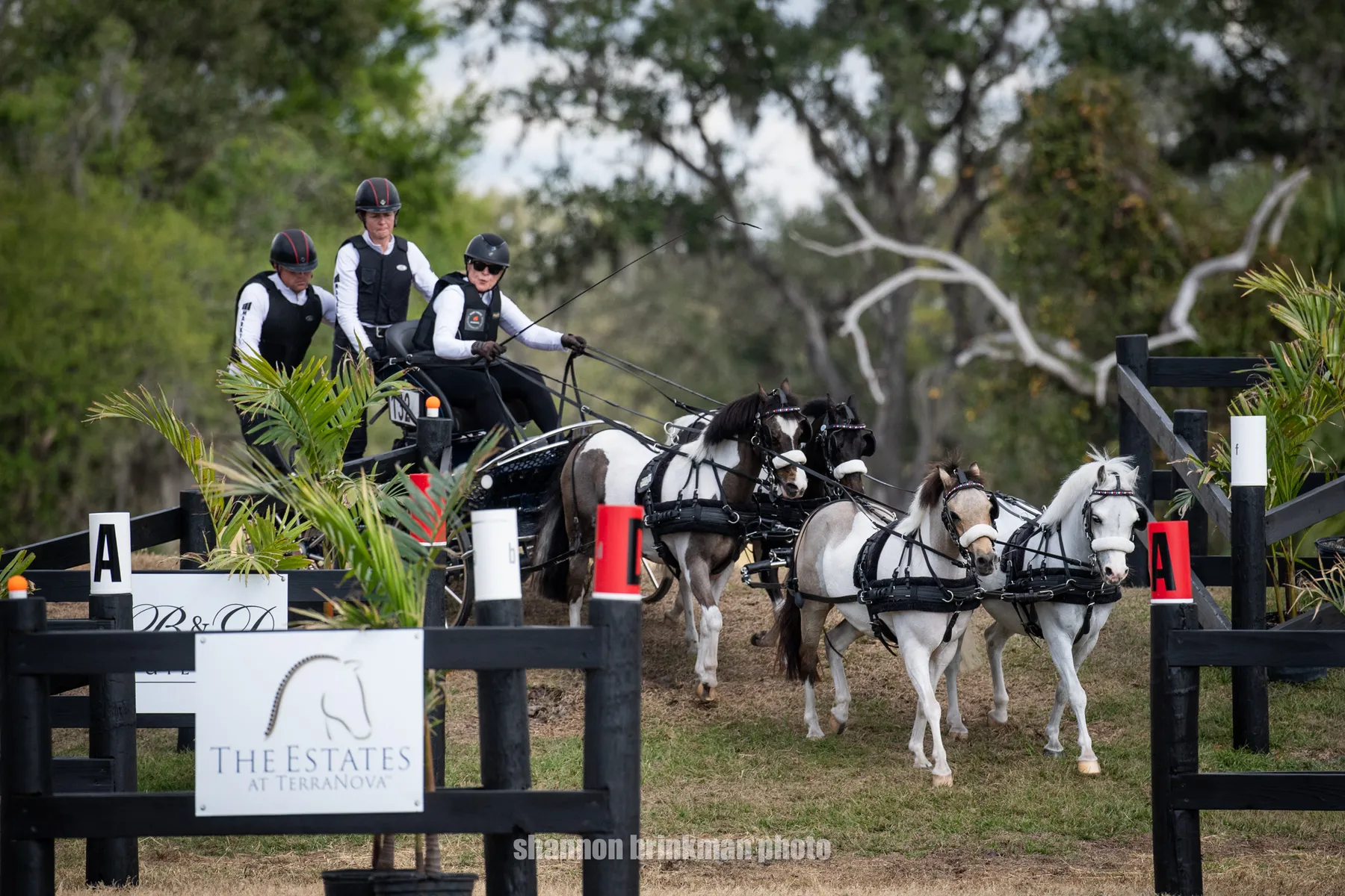 Mary Phelps driving her team of ponies at the 3* level during the 2026 TerraNova Combined Driving Event