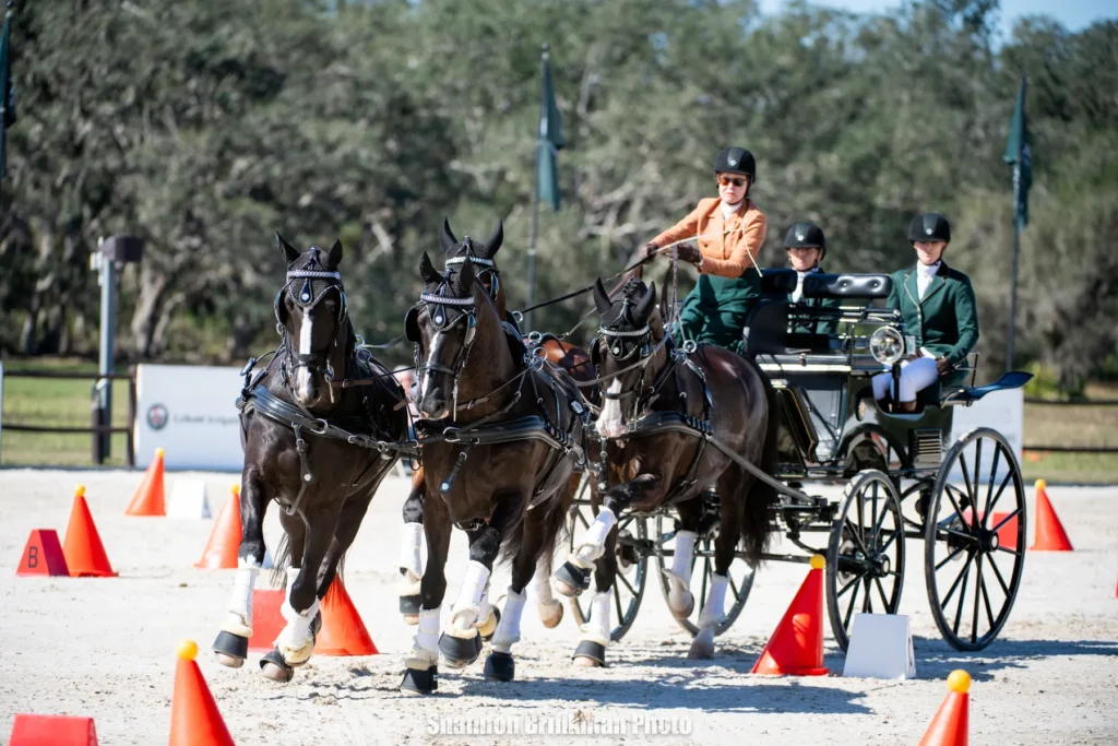 Misdee Wrigley Miller driving her four-in-hand team through the cones phase at the inaugural TerraNova Combined Driving Event