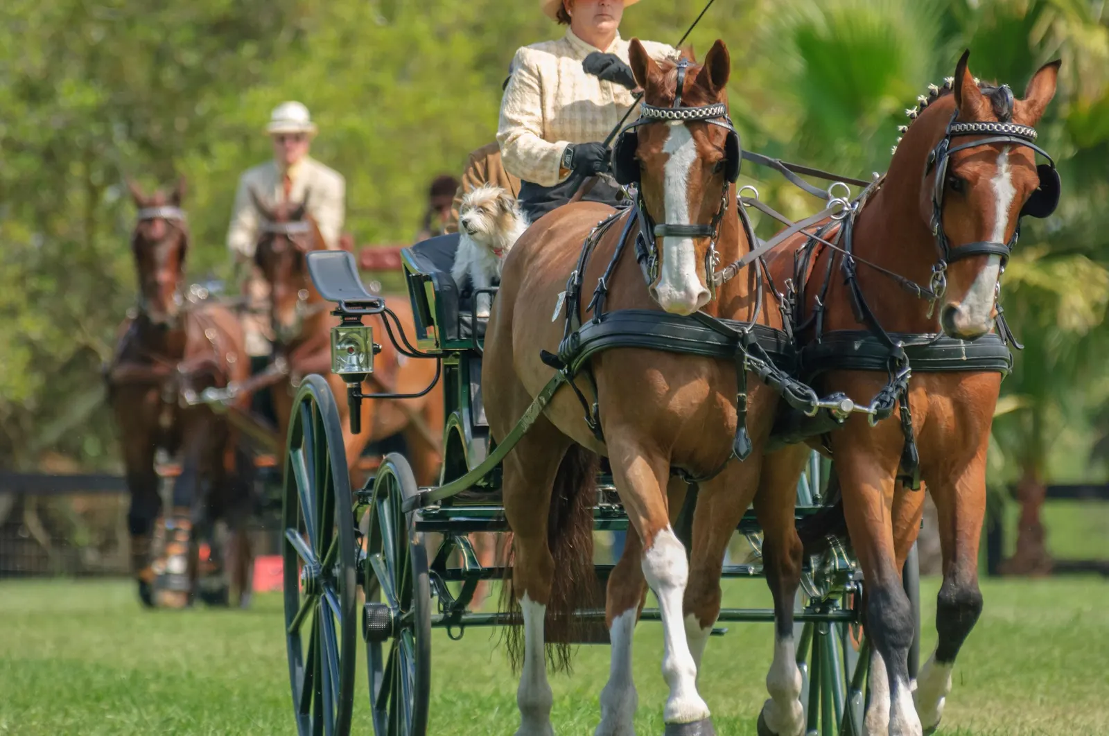 A pair of bay horses hitched to a carriage with the driver in formal turnout during the dressage phase of combined driving
