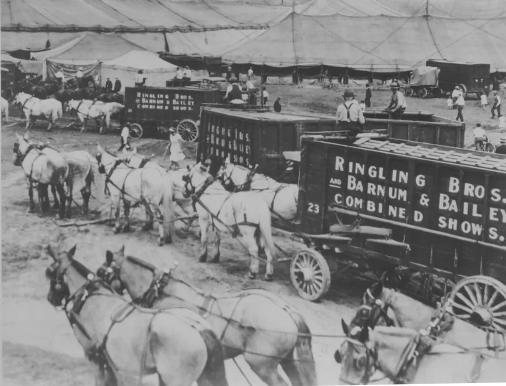 Black-and-white photo of teams of baggage horses pulling Ringling Bros. and Barnum & Bailey Combined Shows wagons beneath the big top. Image courtesy of The Ringling.