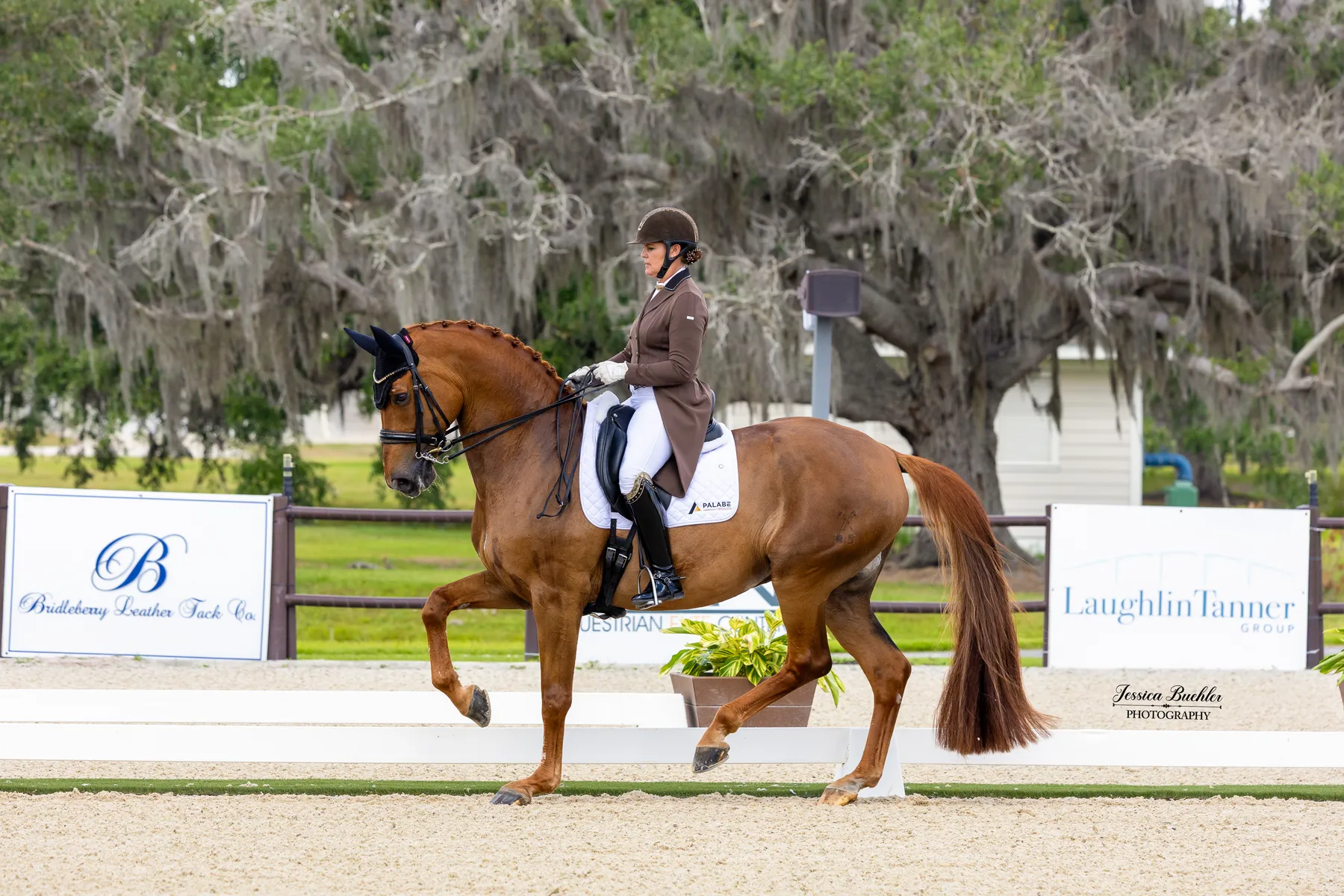 Sarah Tubman riding Dow Jones 1 to second place in the CDI3 Grand Prix at TerraNova