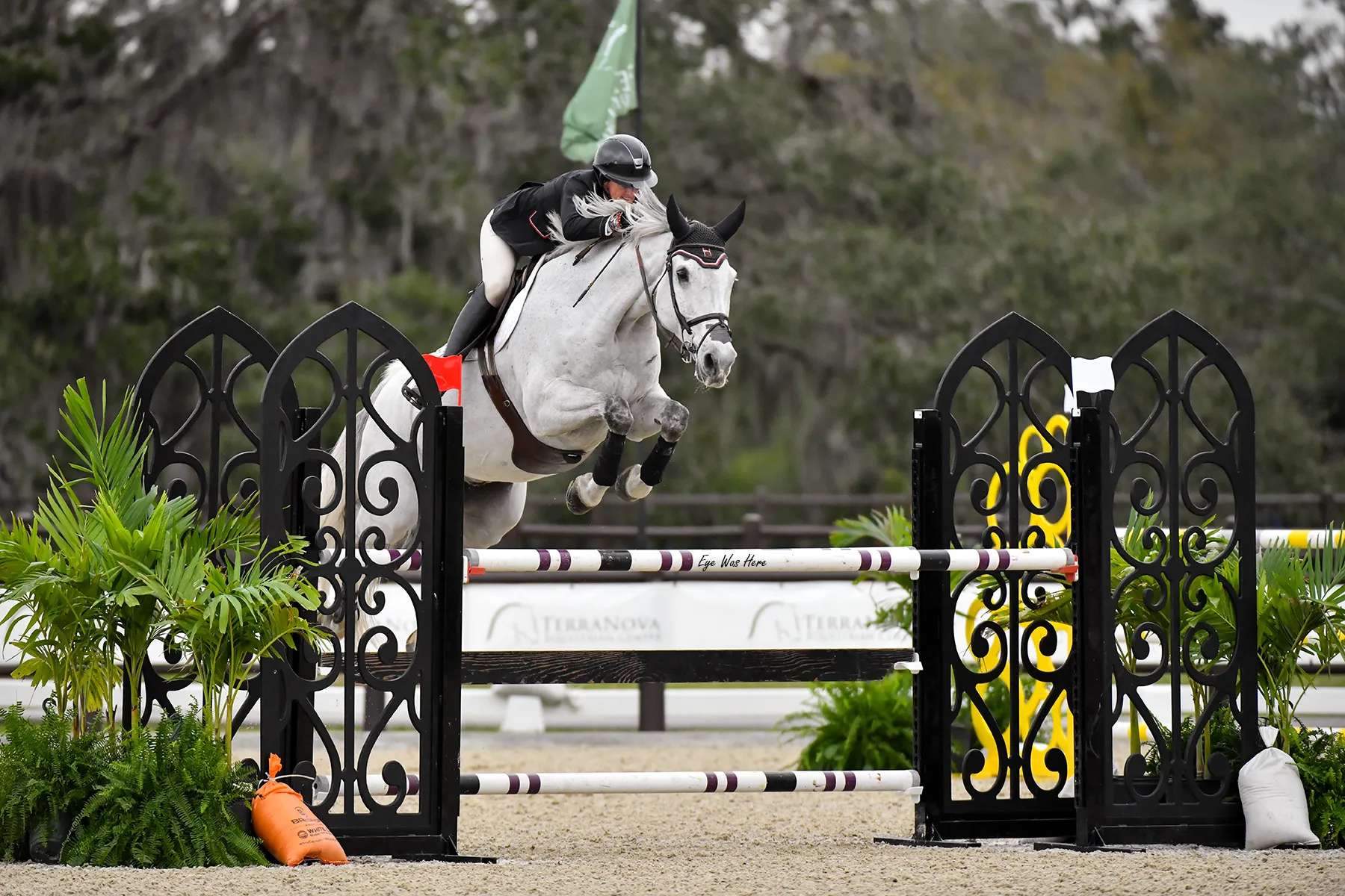 Shannon Hicks riding Al Pachini to win the $5,000 1.30m Open Jumper Classic at the Sarasota Winter Classic at TerraNova