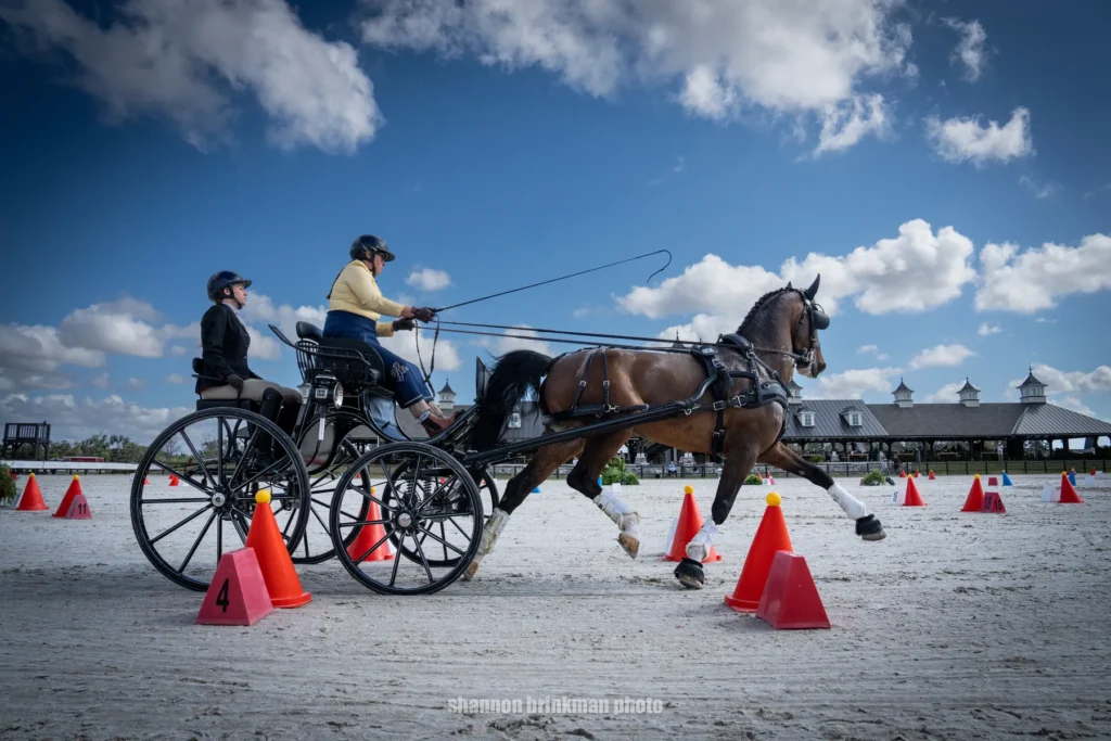 Taylor Bradish driving Mister Chip in the 3* Single Horse division at the 2026 TerraNova Combined Driving Event