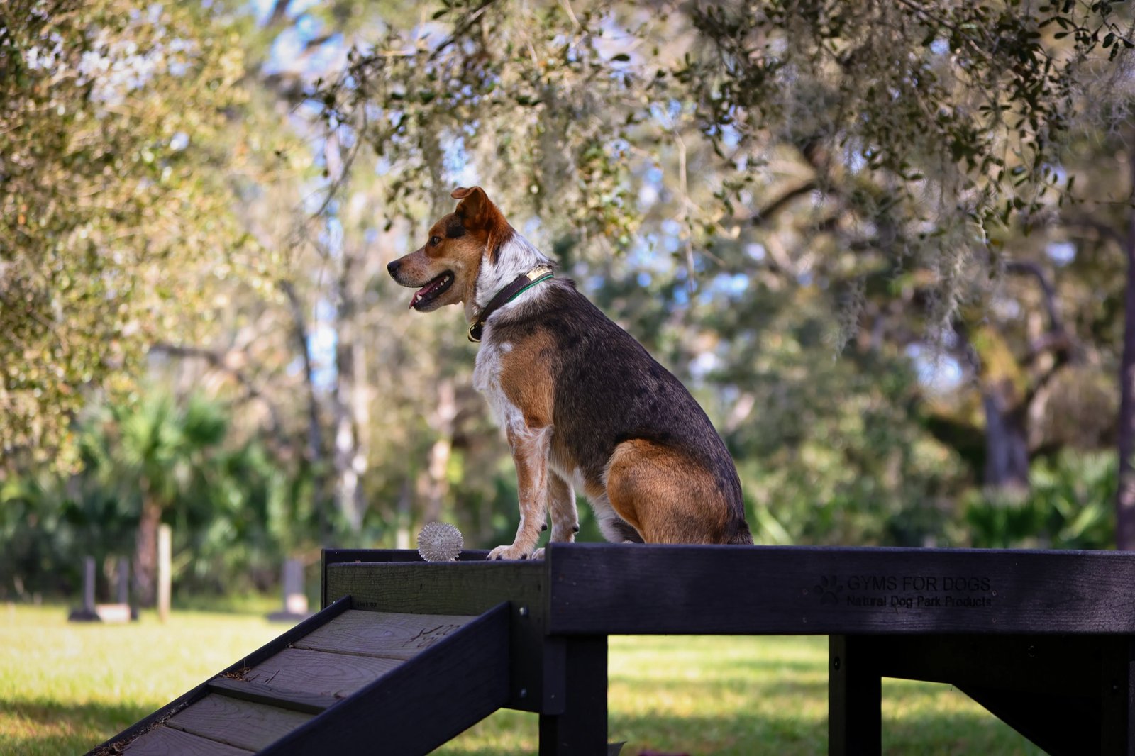 Dog on agility equipment at the TerraNova dog park beneath the oaks