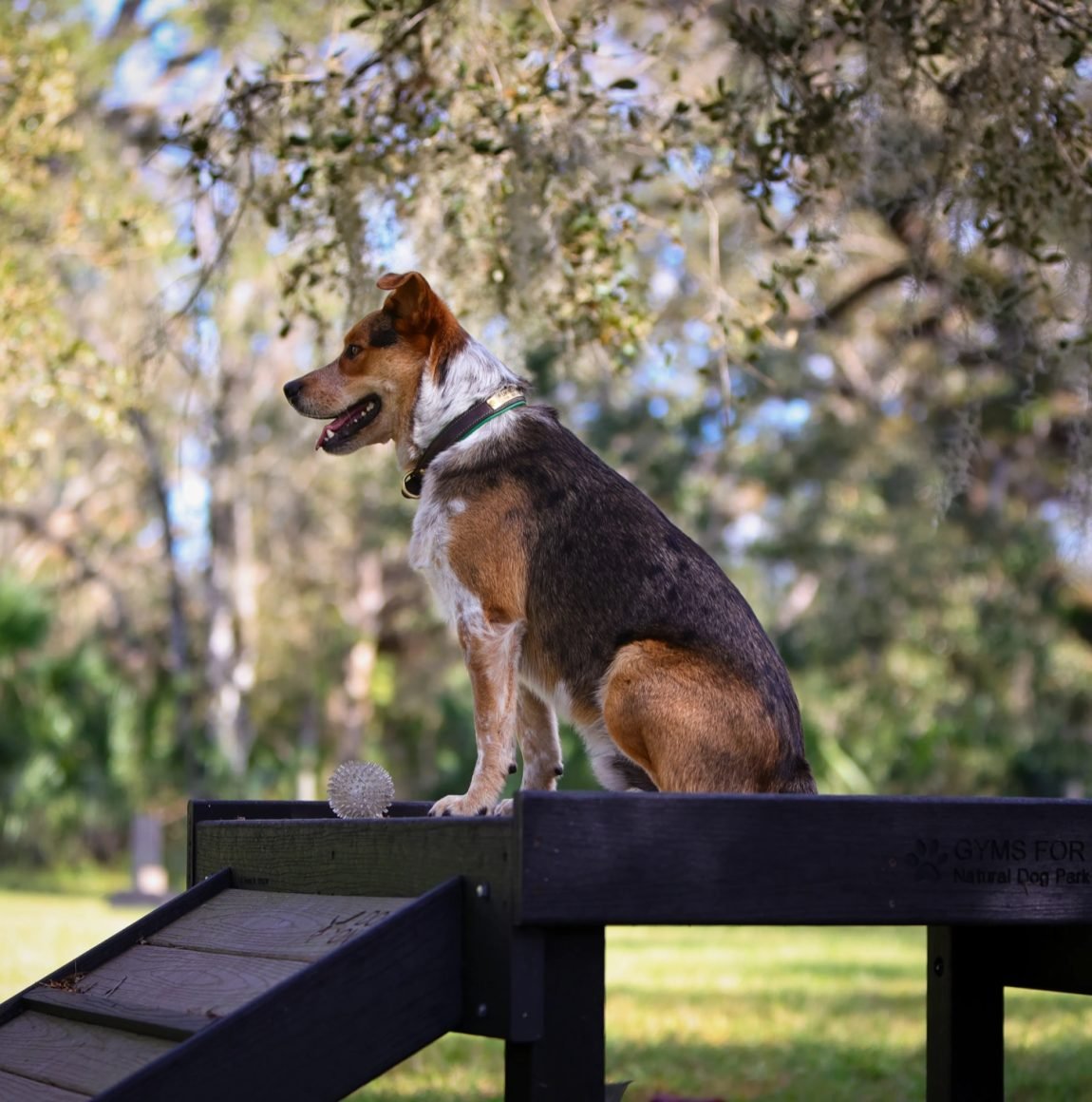 Dog on agility equipment at the TerraNova dog park beneath the oaks